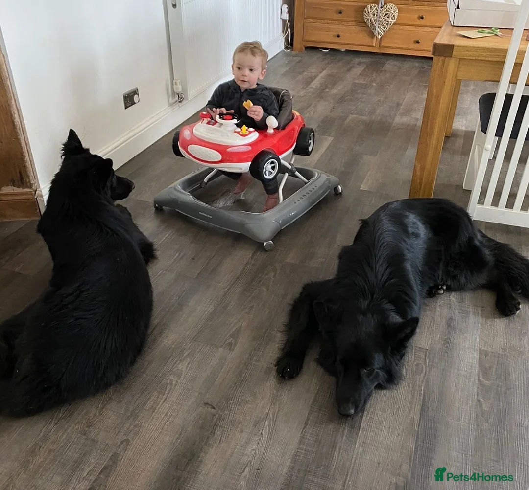 German Shepherd dogs for sale: Two beautiful examples of German Shepherds - Advert 1