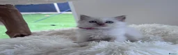 Ragdoll cats for sale: ✨ Beautiful GCCF Registered Ragdoll Kittens ✨ - Advert 32