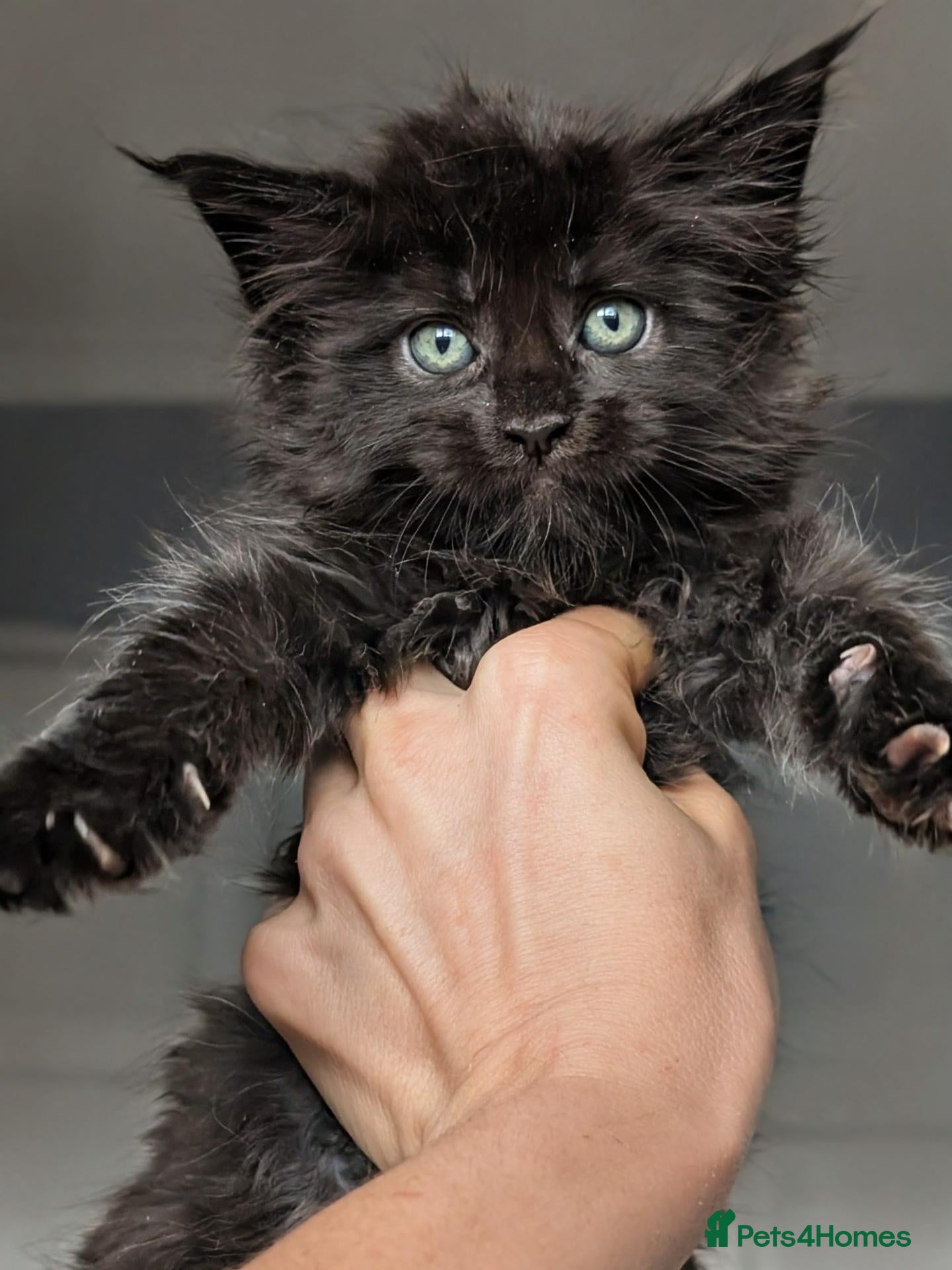 Maine Coon cats Black&Black Smoke Tica registered  - Advert 1