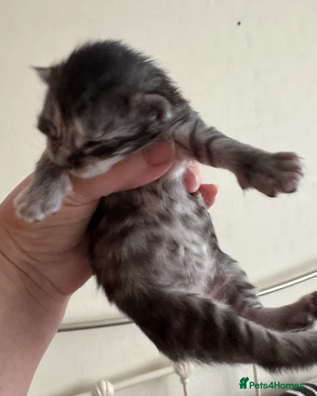 Maine Coon cats for sale: A stunning litter of Maine coon kittens  - Advert 6