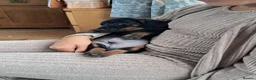 Miniature Dachshund dogs for sale: 5 beautiful miniature dachshund puppies  - Advert 3