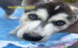 Siberian Husky dogs for sale: Lovely husky puppies, ready for new homes on 25/8 - Image 33
