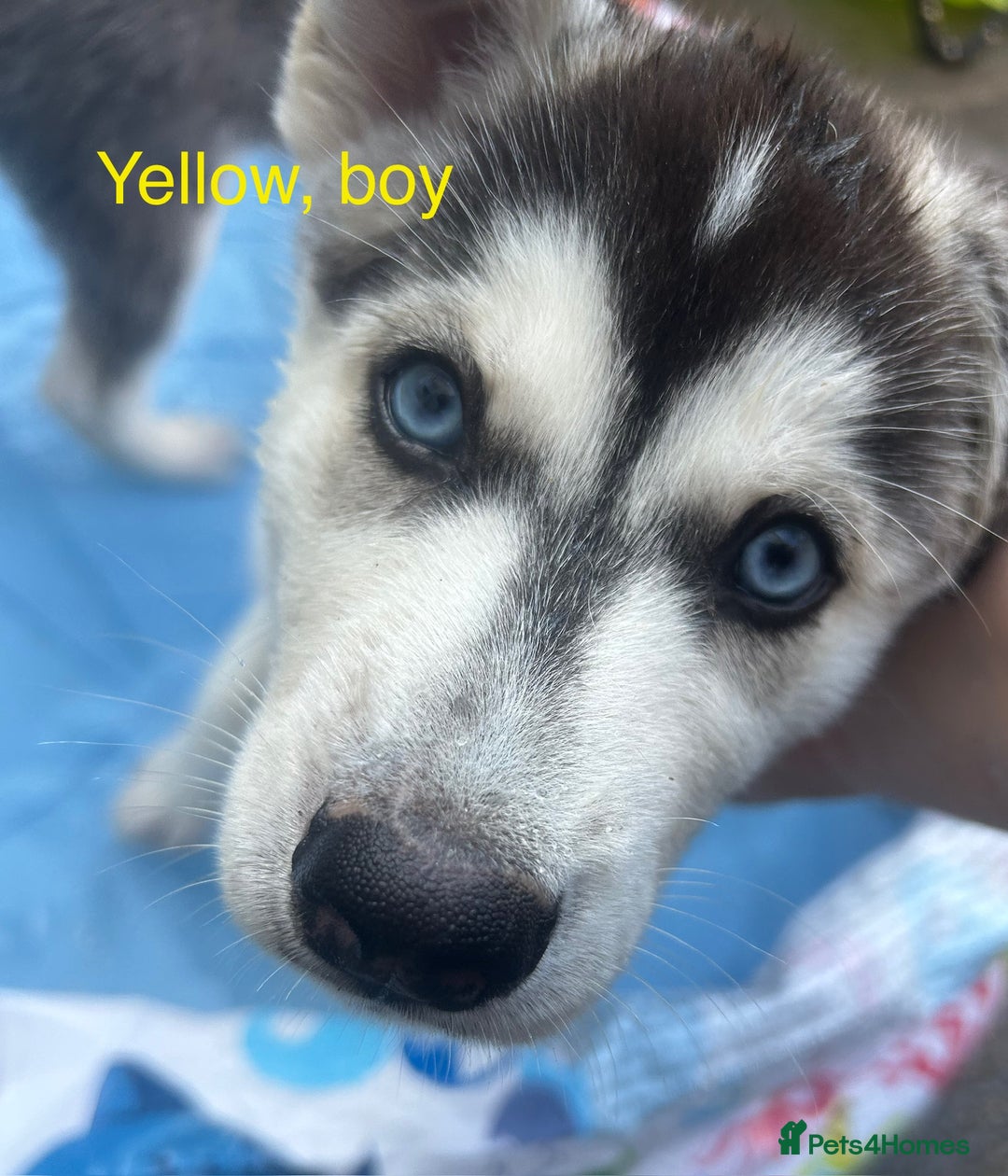 Siberian Husky dogs for sale: Lovely husky puppies, ready for new homes on 25/8 - Image 33