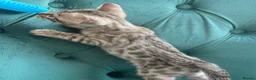 Bengal cats for sale: 5 Little Bengals 🐈‍⬛🐈‍⬛🐈‍⬛🐈‍⬛🐈‍⬛ - Advert 6
