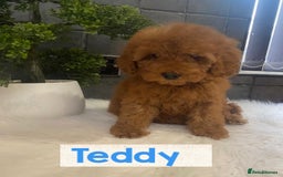 Miniature Poodle dogs for sale: Gorgeous Red Minature Poodles Puppies  - Image 31