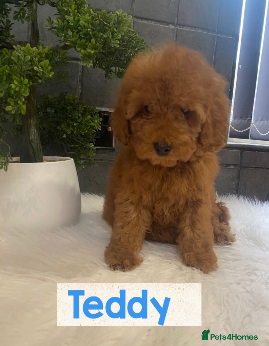 Miniature Poodle dogs for sale: Gorgeous Red Minature Poodles Puppies  - Image 31