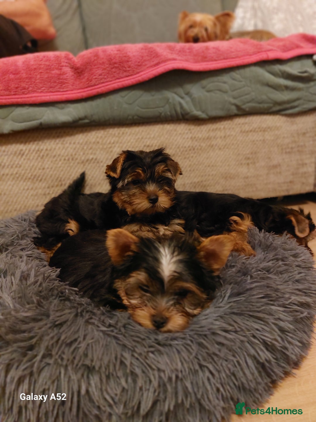 Yorkshire Terrier dogs for sale: Yorkshire Terrier Puppies (2 left) - Advert 25