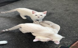 British Shorthair cats for sale: Beautiful British Shorthair Kittens... - Image 24