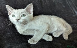 Russian Blue cats for sale: Pedigree TICA Registered kittens - Image 15