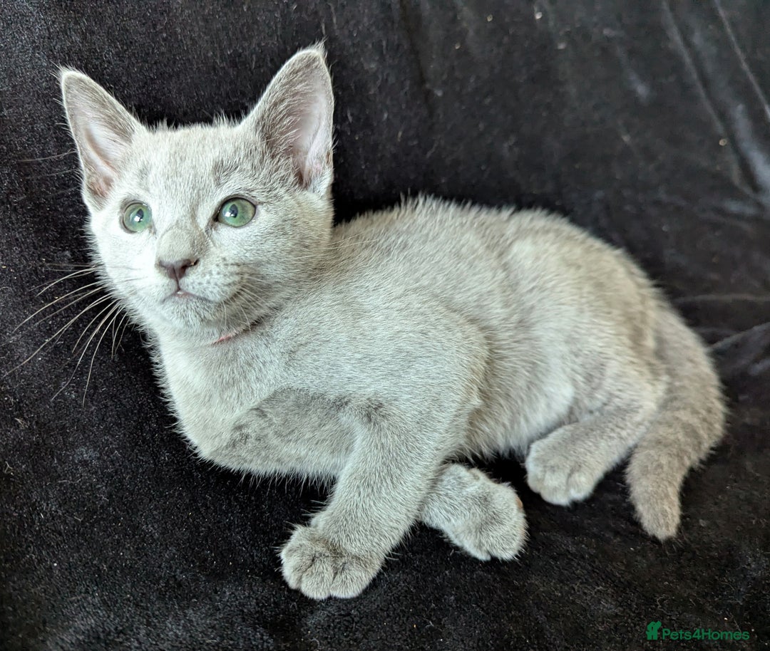 Russian Blue cats for sale: Pedigree TICA Registered kittens - Image 15