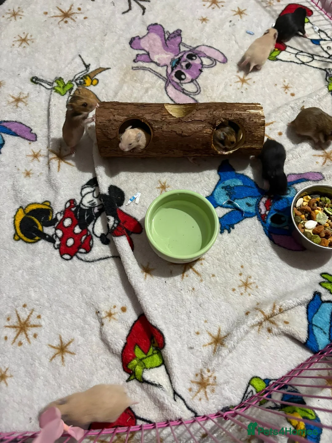 Hamster rodents for sale: 14 baby Syrian hamsters - Advert 2