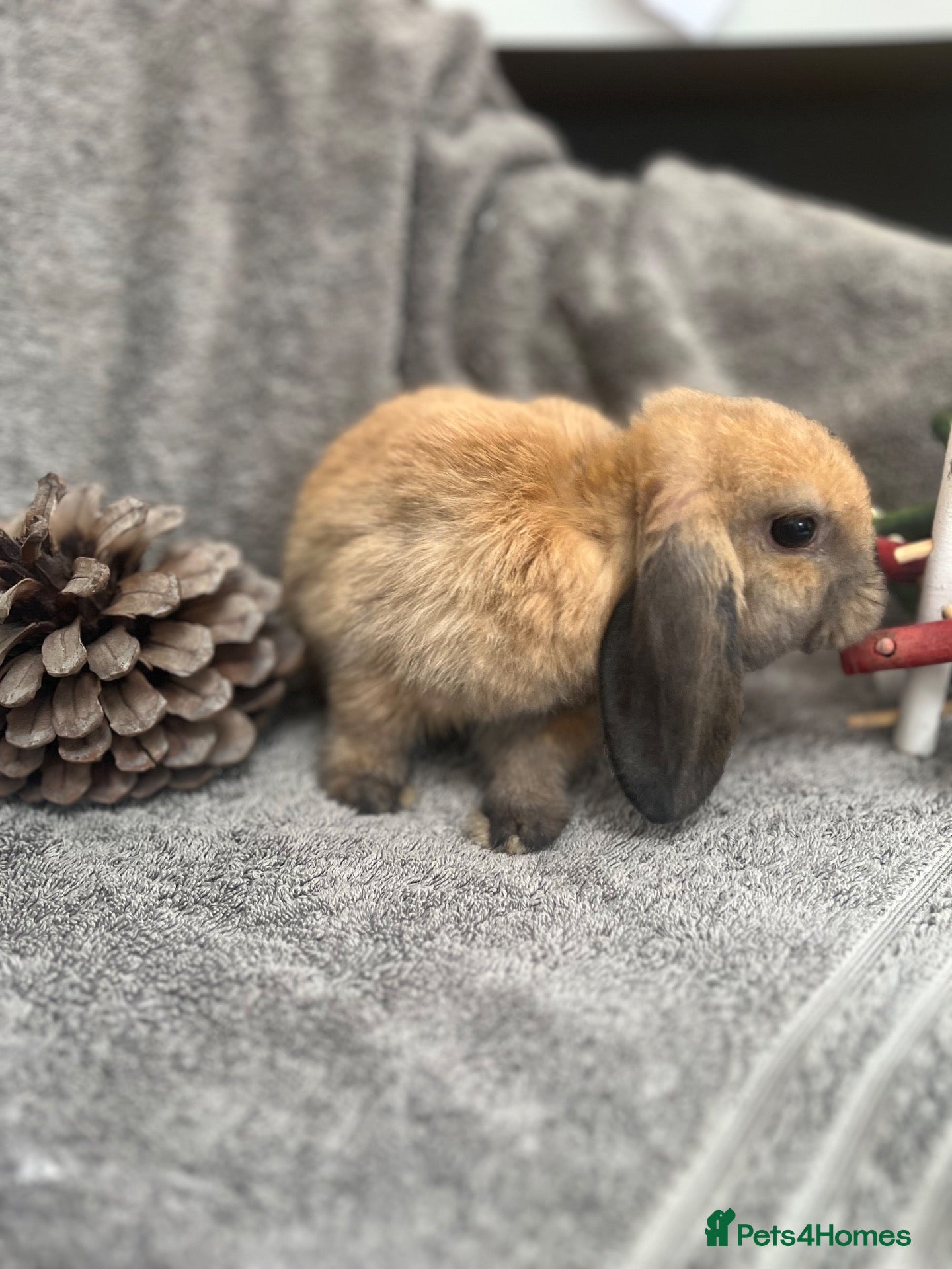 Mini Lop rabbits Last Little Mini Lop Girl Ready Now! - Advert 13