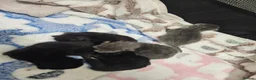 British Shorthair cats for sale: Beautiful British Shorthair Kittens  - Advert 3