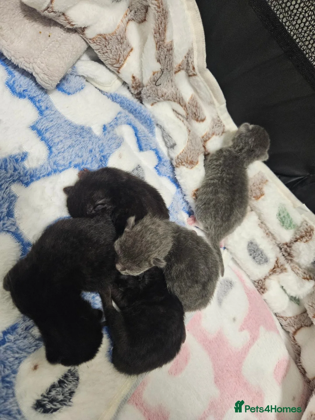 British Shorthair cats for sale: Beautiful British Shorthair Kittens  - Advert 3
