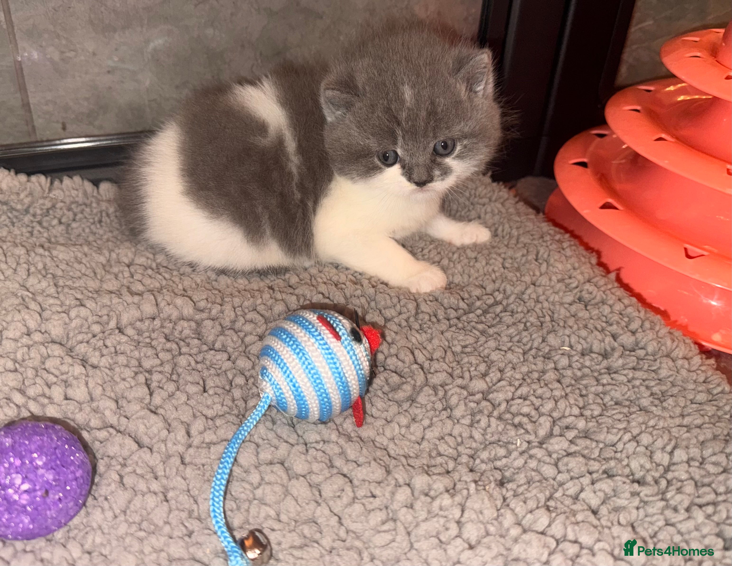 British Shorthair cats GCCF registered bi colour Male  - Advert 11