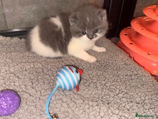 British Shorthair cats GCCF registered bi colour Male - Advert 11