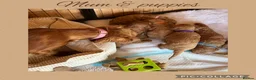 Cavapoo dogs for sale: Extensively Health Tested Cavapoo Puppies🏆 - Advert 26