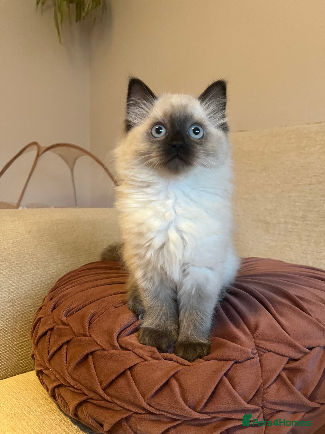 Ragdoll cats for sale: Adorable Ragdoll Kittens - Advert 1
