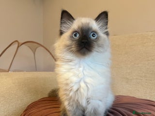 Ragdoll cats Adorable Ragdoll Kittens - Advert 3