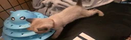 Siamese cats for sale: *female avaliable!* 5 Stunning Siamese Kittens - Advert 31