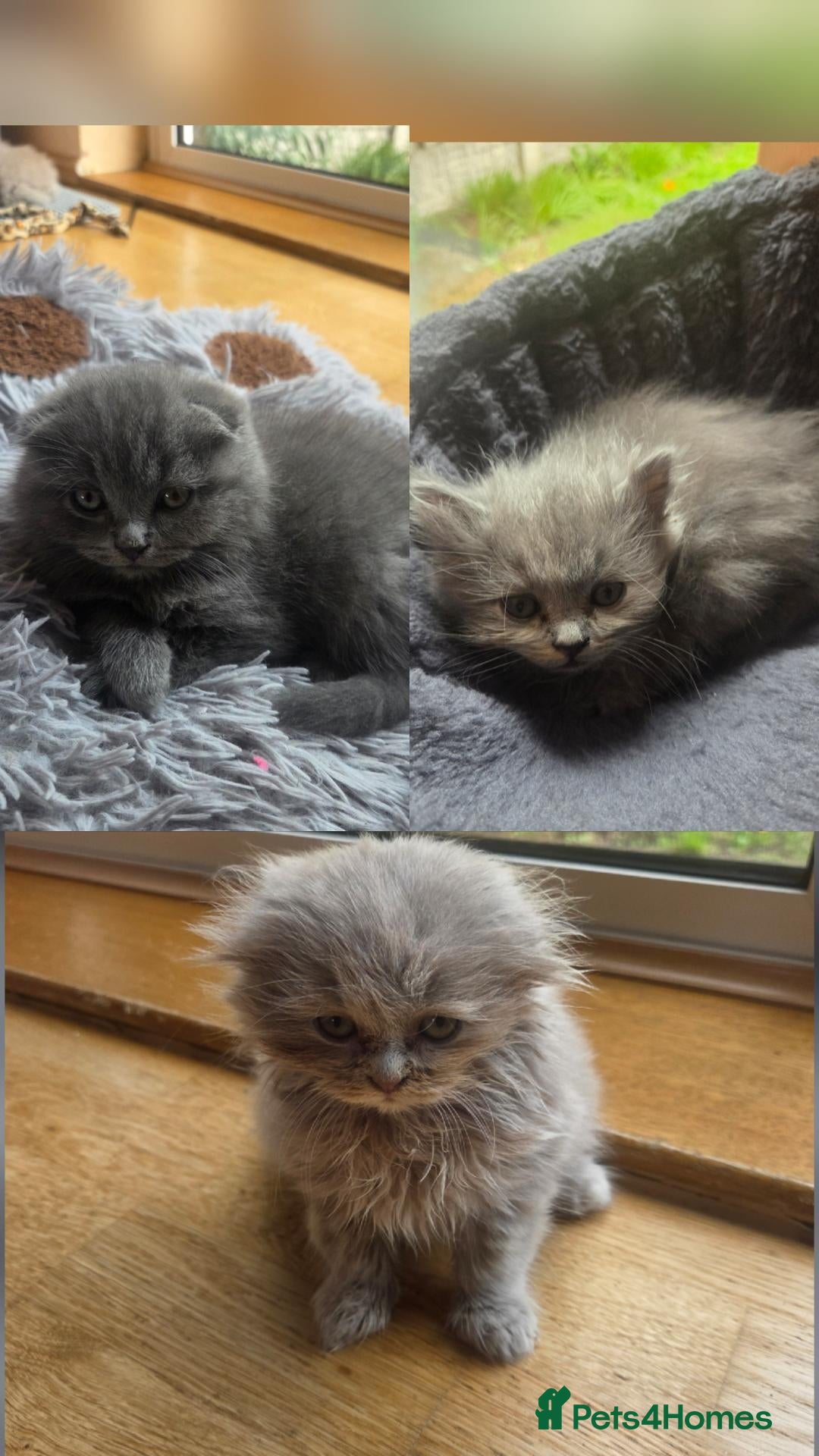 Scottish Fold cats Scottish kitten lilac blue, ready now, girl boy - Advert 6