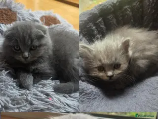 Scottish Fold cats Scottish kitten lilac blue, ready now, girl boy - Advert 6