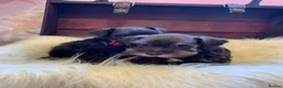 Miniature Schnauzer dogs for sale: 5*Licensed RKC Chocolate Schnauzers H/T  - Advert 19