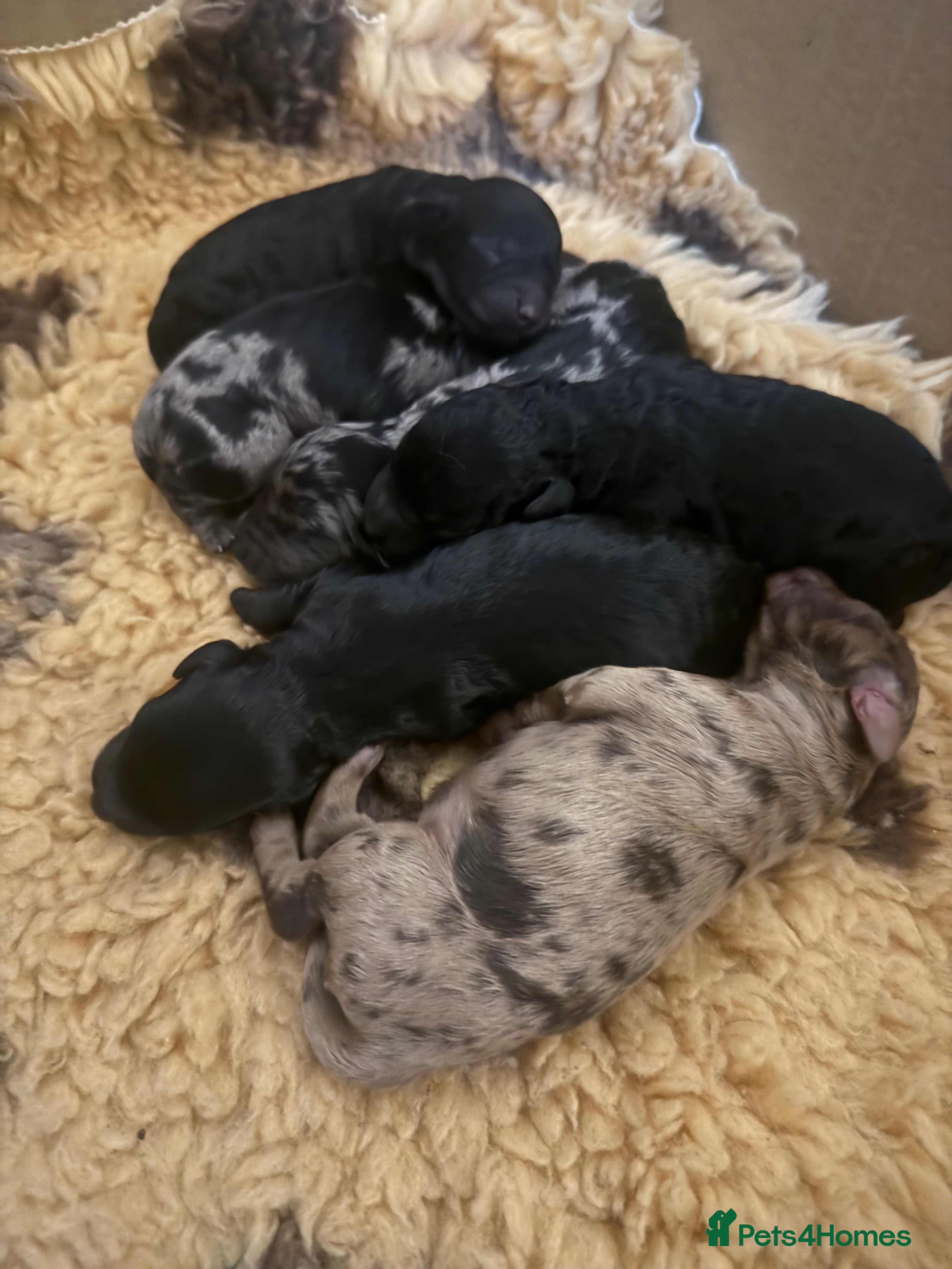 Cockapoo dogs Beautiful Merle & Black F2 Cockapoo puppies  - Advert 2