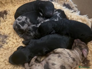 Cockapoo dogs Beautiful Merle & Black F2 Cockapoo puppies - Advert 1