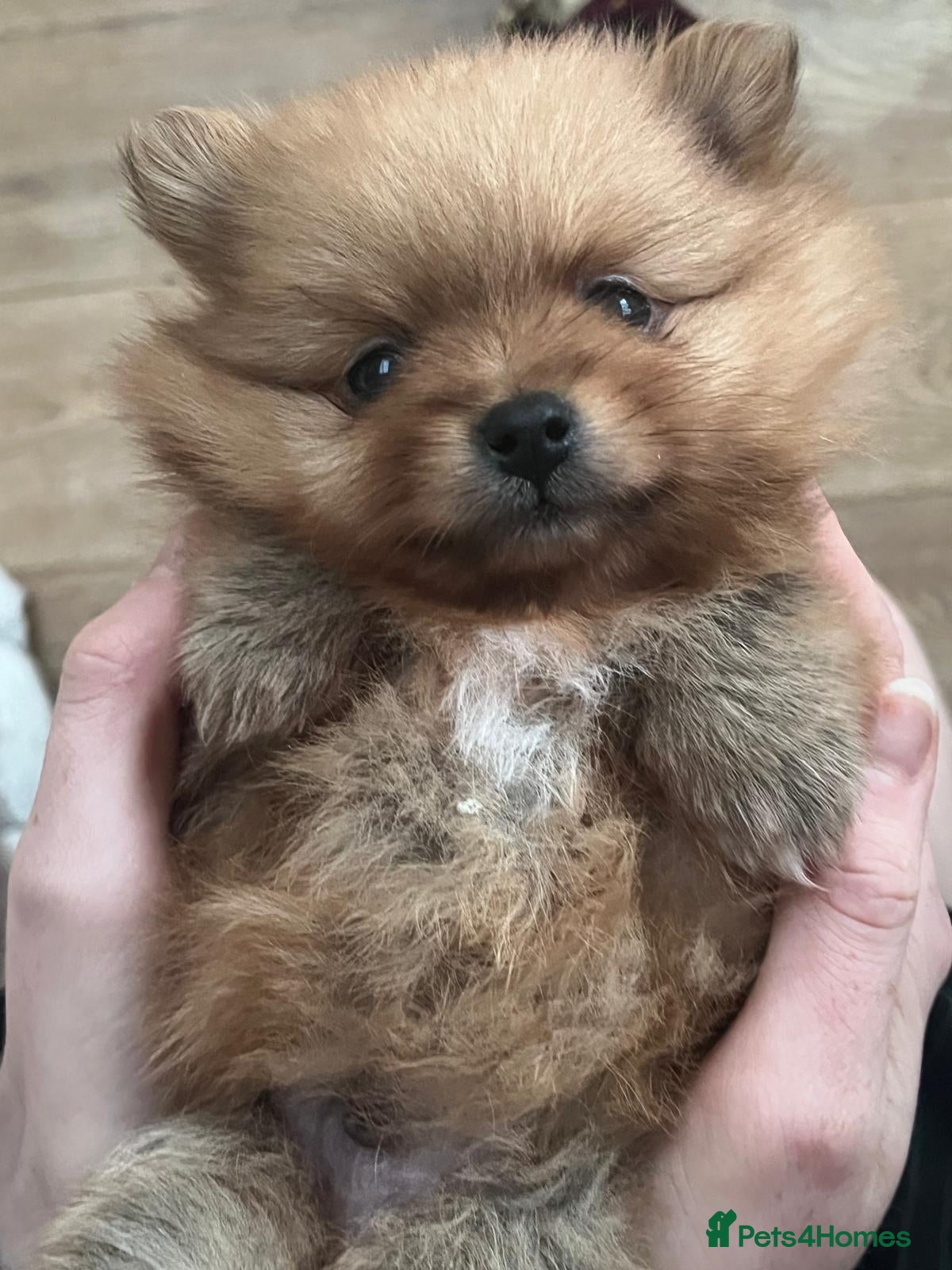 Pomeranian dogs Absolute stunning pups KC registered  - Advert 1