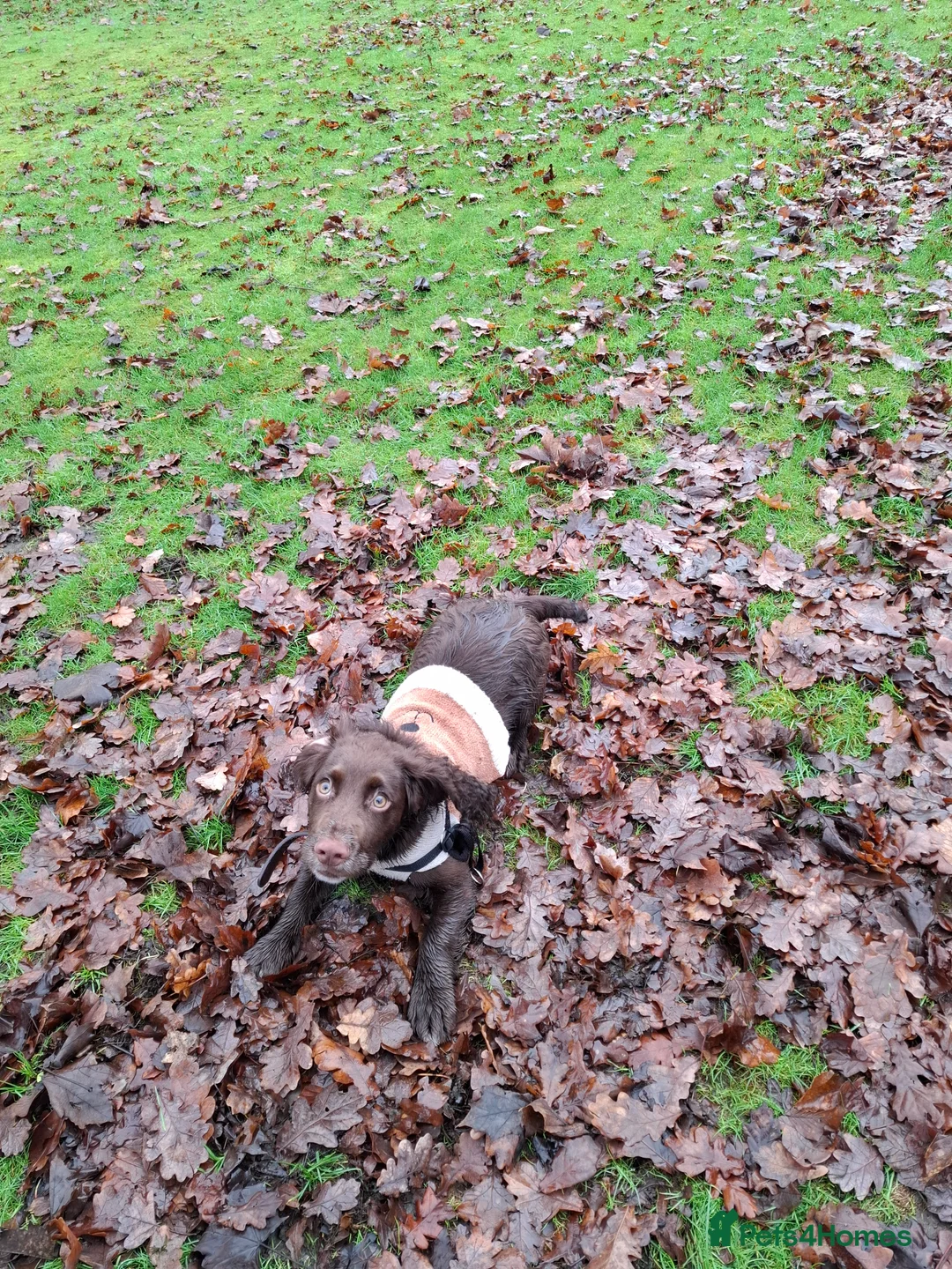 Cocker Spaniel dogs for sale: Cocker Spaniel Puppy  - Advert 2