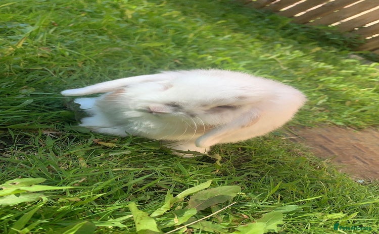 Mini Lop rabbits - Advert 2