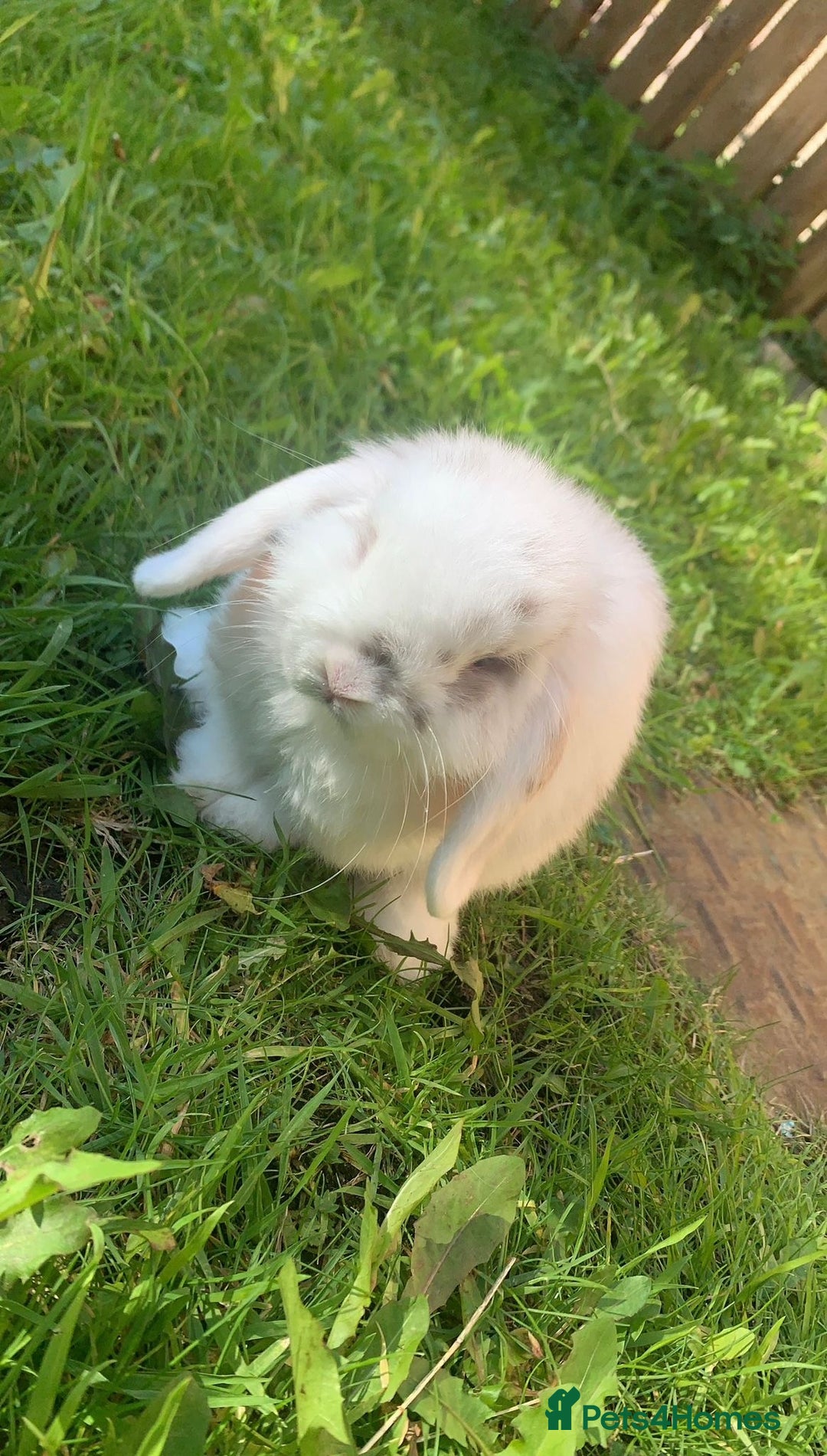 Mini Lop rabbits for sale: Mini lop - Image 1