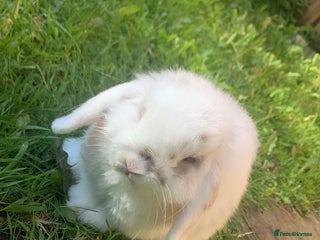 Mini Lop rabbits - Advert 26