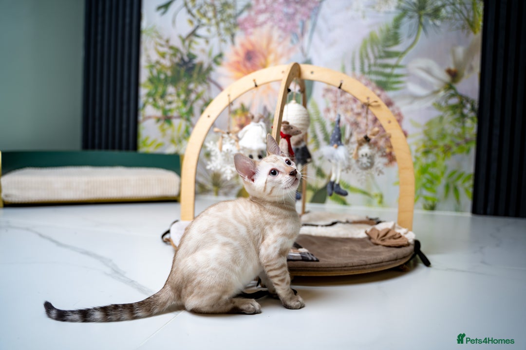 Bengal cats for sale: GOOBER-Snow Lynx Pure Bengal-TICA REG.-Playful boy - Advert 19
