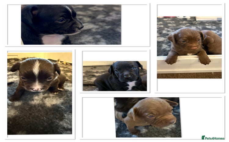Mixed Breed dogs - Advert 1