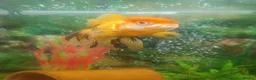 Fancy Goldfish fish for sale: Oranda 2+ years in Rotherham - Advert 4