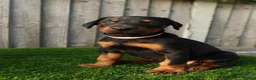 Dobermann dogs for sale: Quality European Dobermann Puppies - 2 Remaining - Advert 10