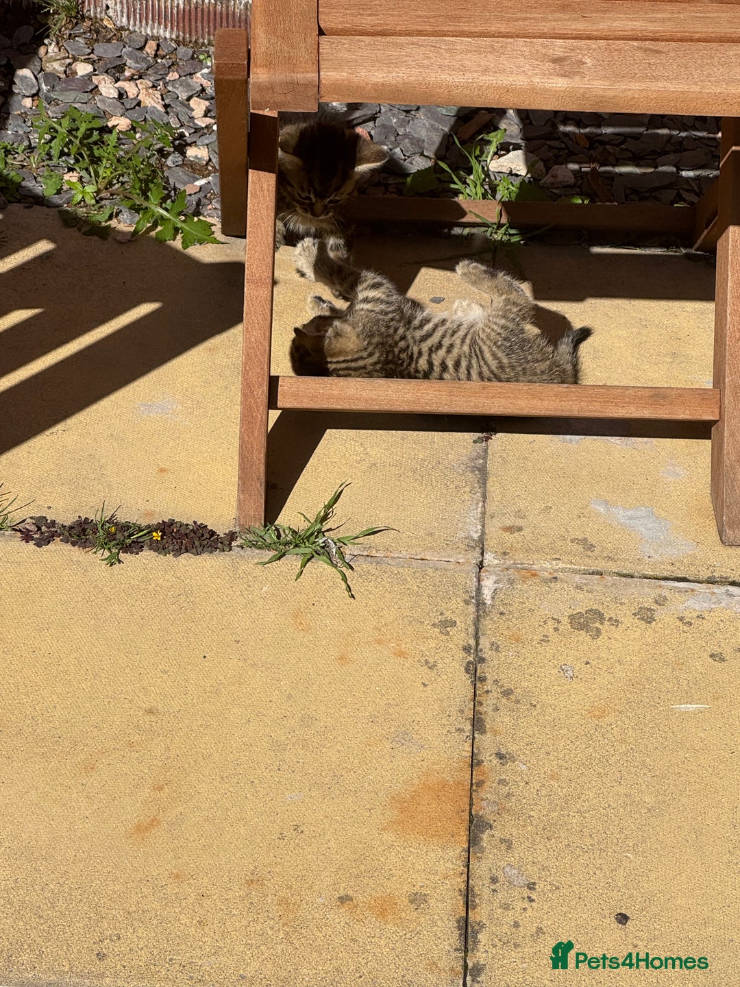 Mixed Breed cats for sale: 🐾 7 Adorable Kittens Looking for Loving Homes 🐾 - Image 6