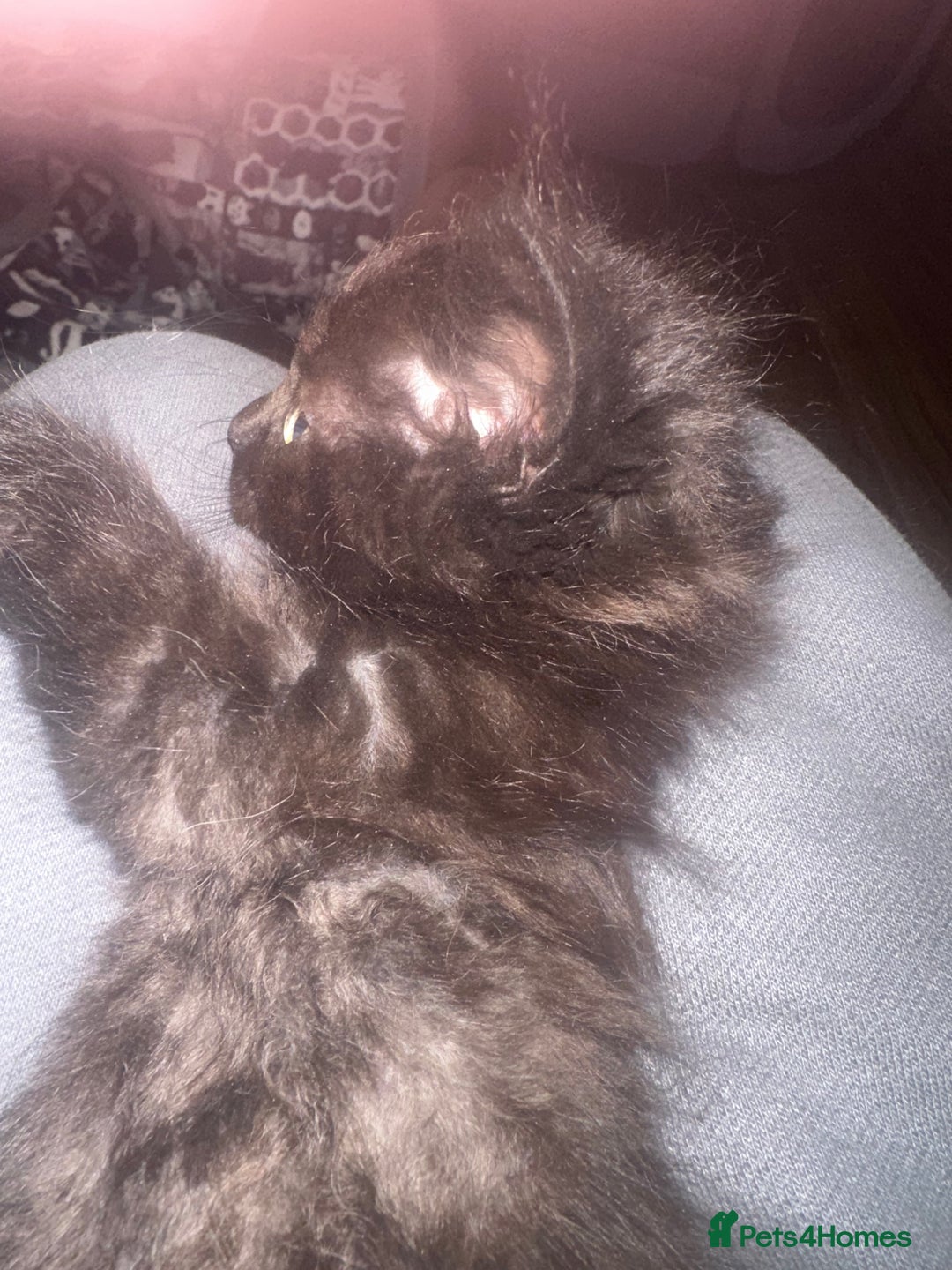 Ragcoon cats for sale: Ragdoll cross - Advert 23