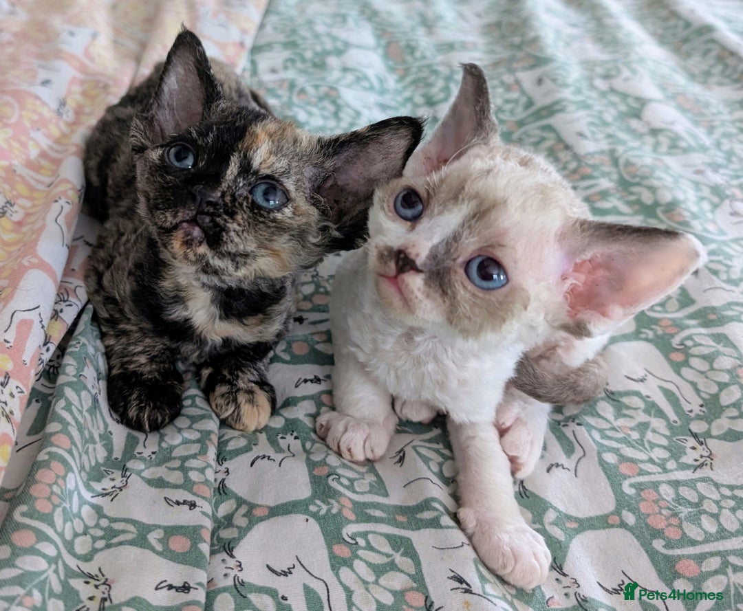 Devon Rex cats for sale: Tortie Devon Rex Female - Image 4