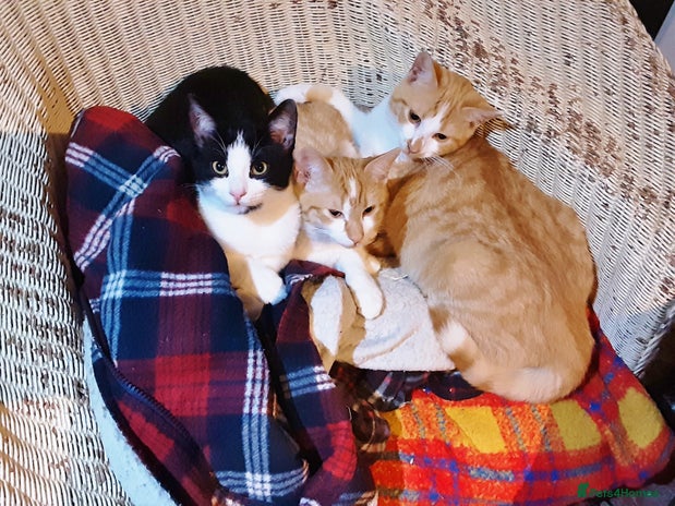 Mixed Breed cats - Advert 14