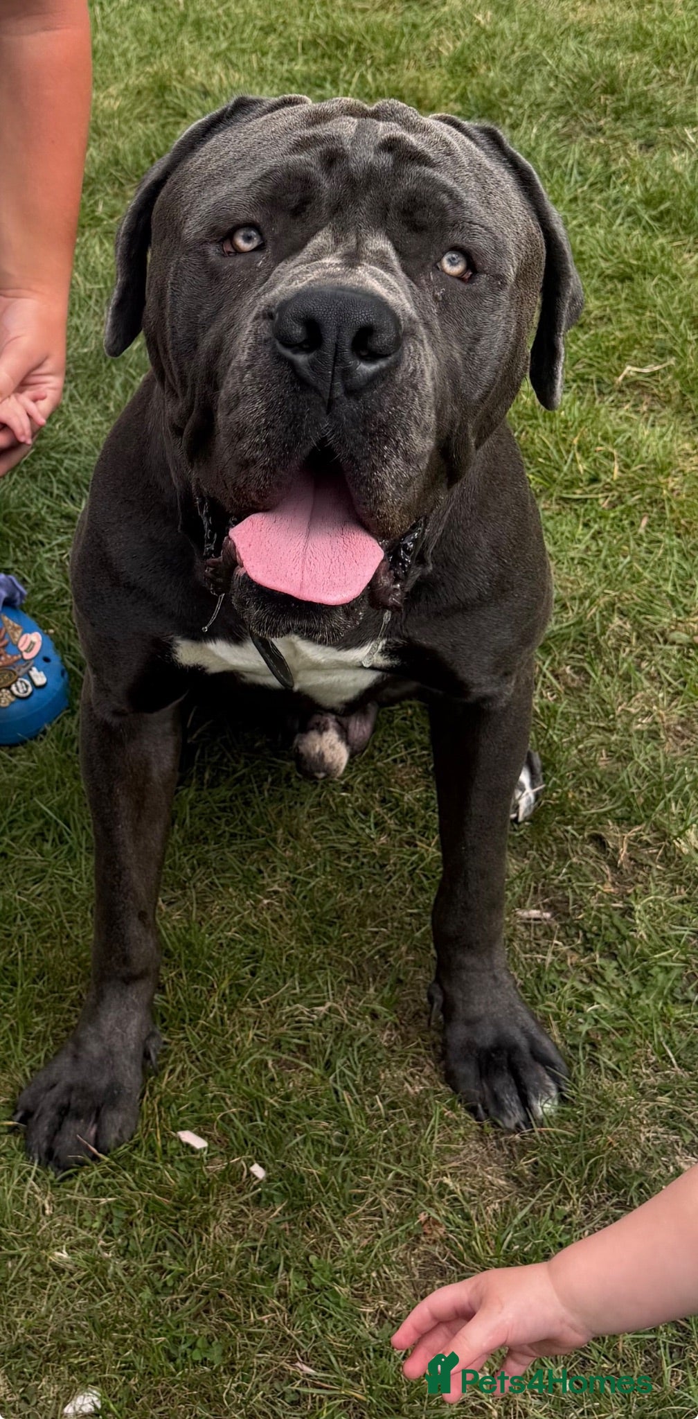 Cane Corso dogs 🐾 **Cane Corso Boy Looking for His Forever Home🏡 - Advert 7