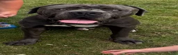 Cane Corso dogs for sale: 🐾 **Cane Corso Boy Looking for His Forever Home🏡 in Keighley - Advert 1