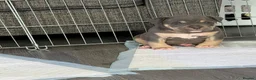 American Bulldog dogs for sale: ABKC registered pocket bullies in Leyland - Advert 4
