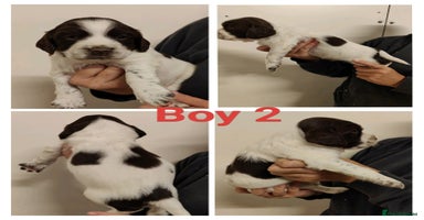Sprocker dogs - Advert 10