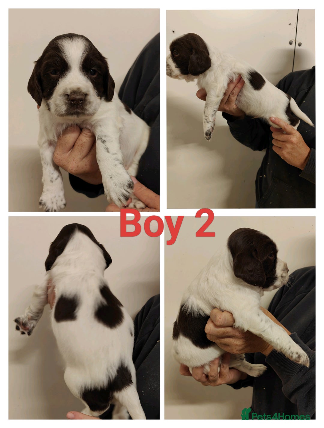 Sprocker dogs for sale: Lovely Sprocker Puppies  - Image 2