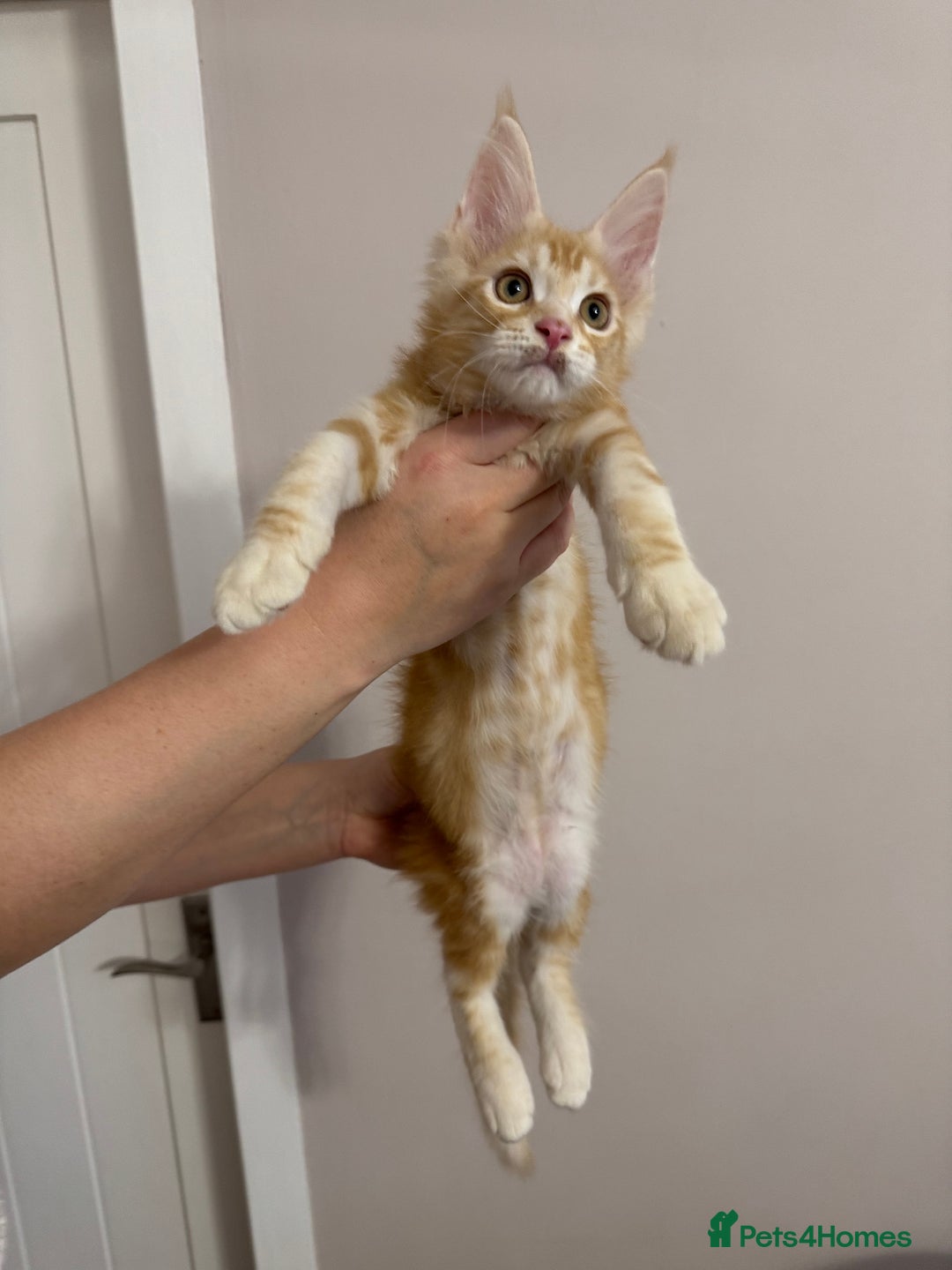 Maine Coon cats for sale: Maine Coon Kittens 🏆 20+ gen 🧬 Full Pedigree - Advert 14