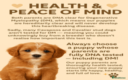 Cavapoo dogs for sale: ✨Ready Now🐾Exceptional Cavapoo Puppies🐾 - Image 9