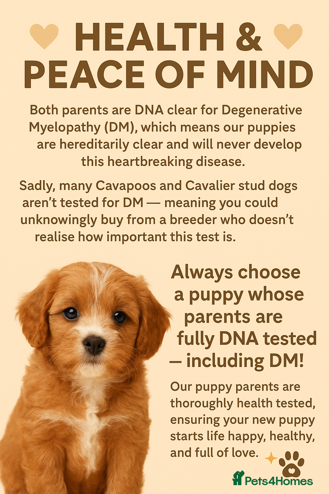 Cavapoo dogs for sale: ✨Ready Now🐾Exceptional Cavapoo Puppies🐾 - Image 9